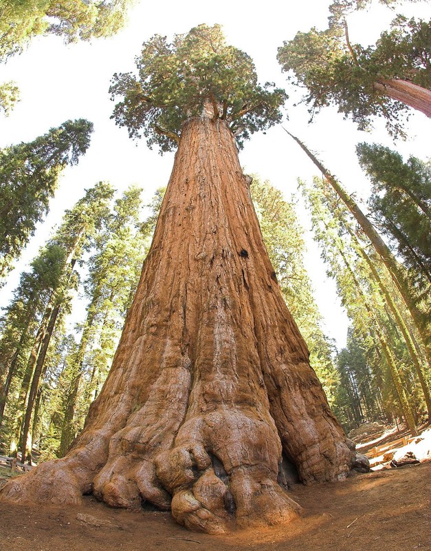 General Sherman, the largest tree in the world