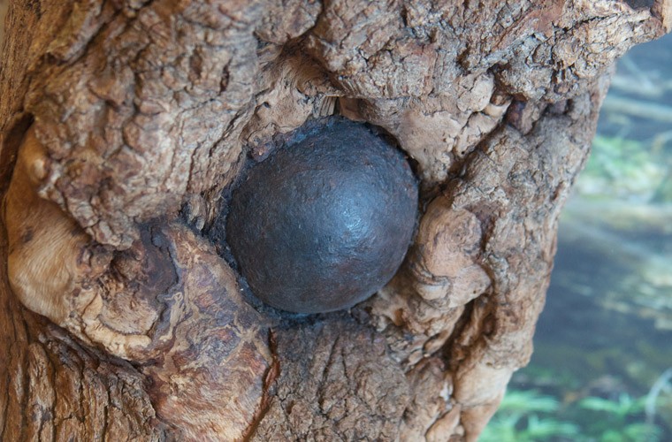 Cannonball stuck in tree 152 years later