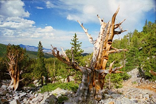 The park is known for its ancient bristlecone pine tree.
