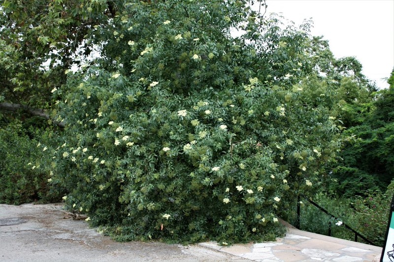 Elderberry Bush at top of stairway