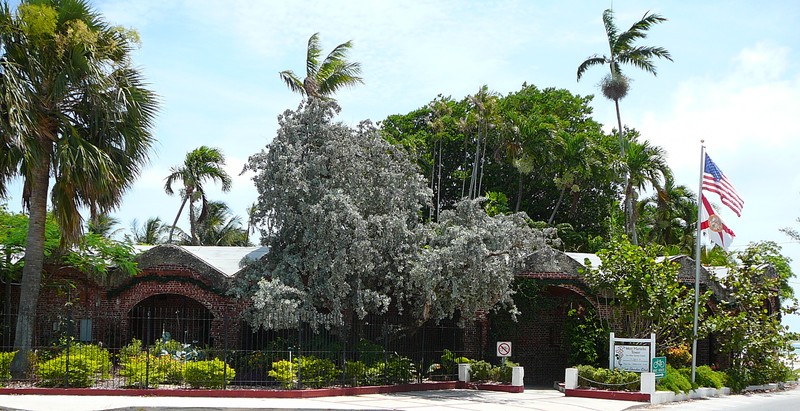 Plant, Cloud, Sky, Property