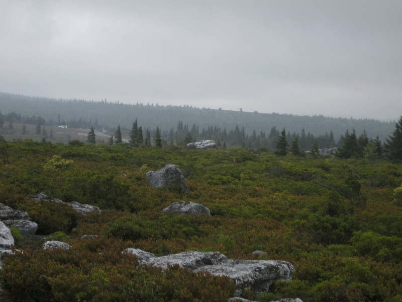 Dolly Sods.  (Photo by Steven Hart)