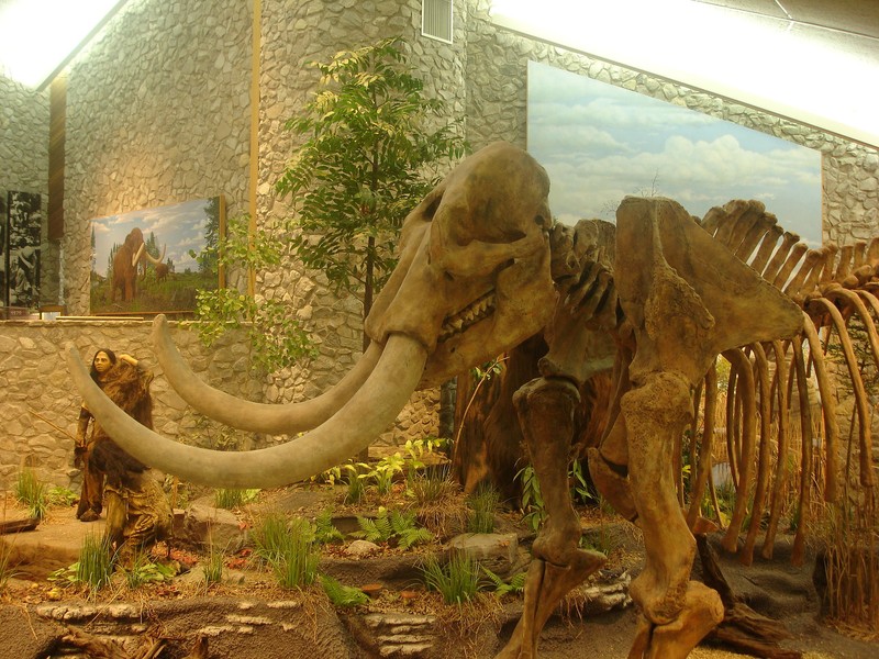 The museum features this mastodon skeleton as well as many other artifacts and fossils on display.