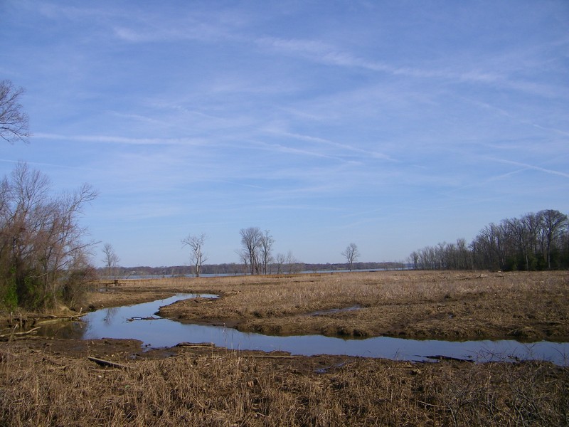 Estuary viewed from Boardwalk, courtesy of National Park Service (public domain)