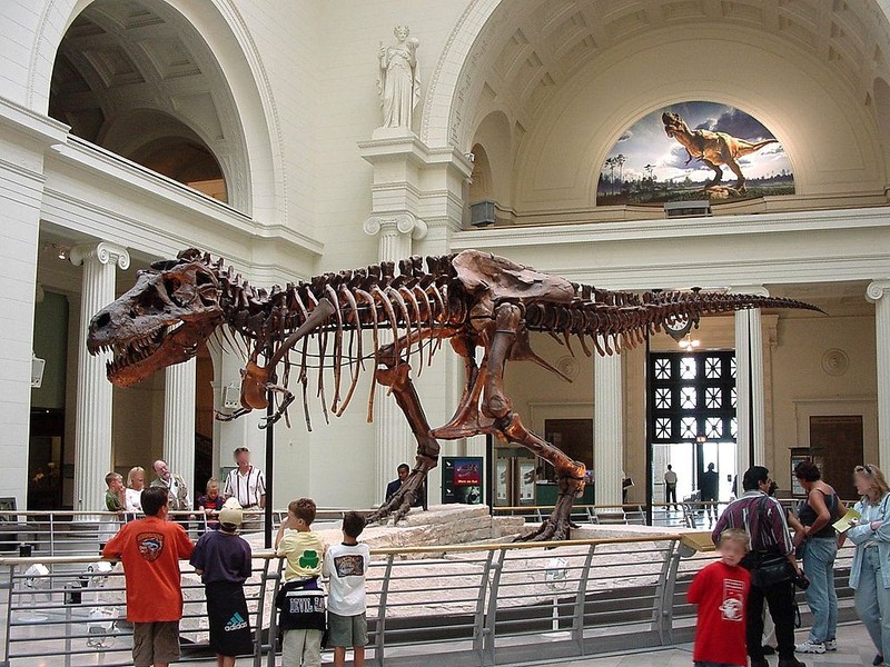 Sue, the largest and best-preserved T-Rex fossil remains in the world. 