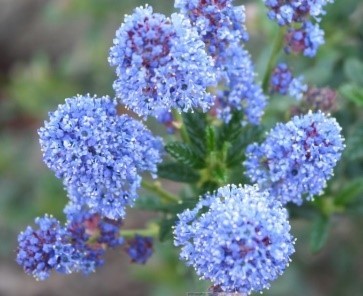 Ceanothus Blooms (California Lilac)