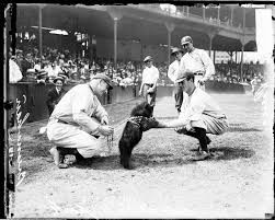 Joa the Bear Cub, the guest of honor at the first home game in Chicago Cubs history in 1916.