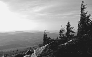 This is a picture of some of the trees on Spruce Knob. These trees only grow branches on one side of the trunk because of the harsh wind and weather conditions that they experience. 