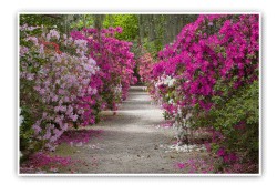 The azalea garden located at the Plantation. Magnolia Plantation was the first garden in America to plant azaleas outside.