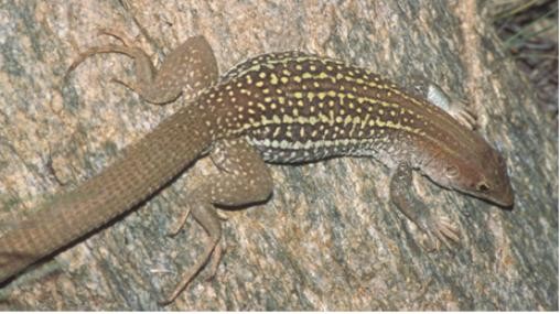 The park is also known for rare species of desert animals, such as the canyon spotted lizard 