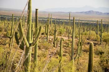 Saguaro National Park is most famous for its giant cacti-one of the enduring symbols of the American Southwest.