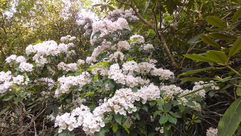 Mountain Laurel - Cousin to the azalea and rhododendron, mountain laurel kicks off the mountain blooms usually near the end of May.