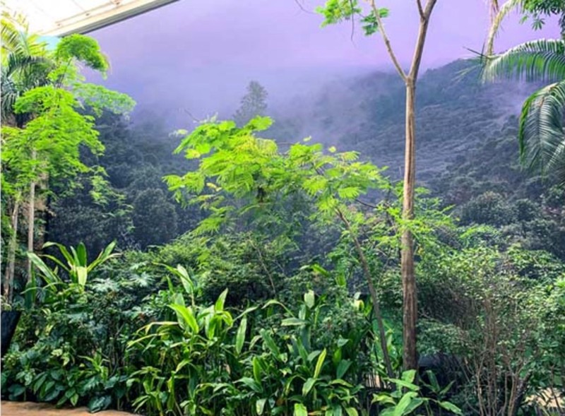 Plant, Green, Natural landscape, Terrestrial plant