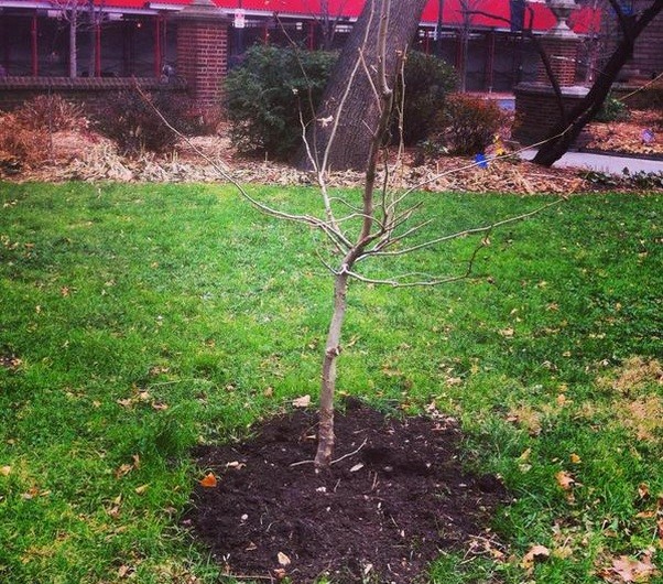 Clone of the "Moon Tree" plant that flew on Apollo 14.