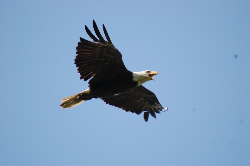 Sky, Bird, Vertebrate, Accipitridae