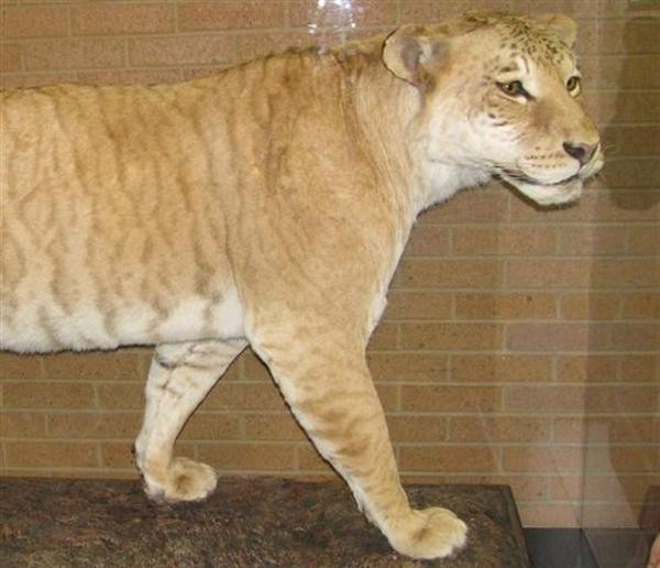 One of the only known liger displays is at the heart of the museum.