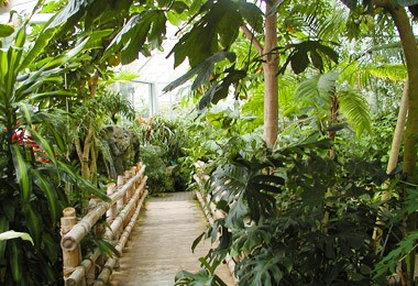Conservatory: Rainforest Biome