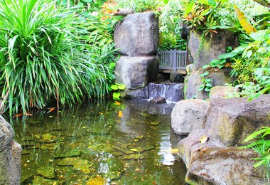 Conservatory: Pacific Island Water Garden