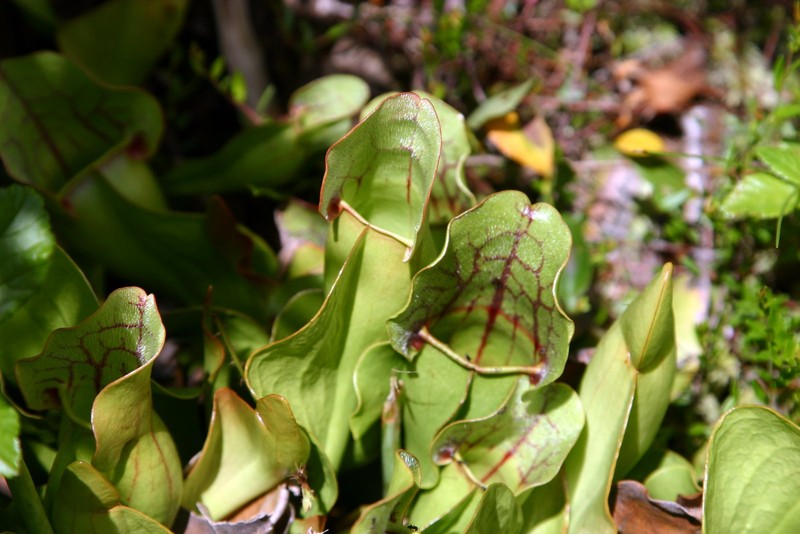 Pitcher Plant