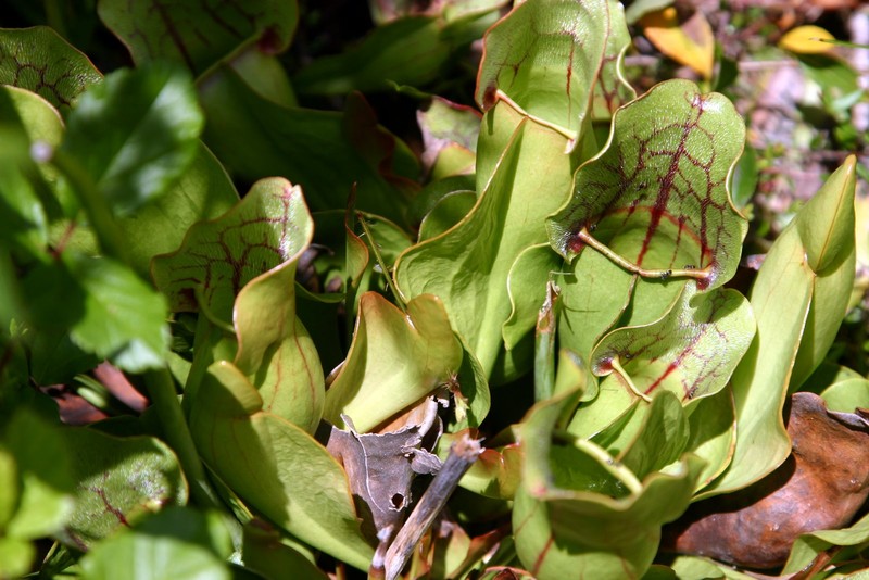 Pitcher Plant