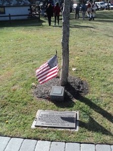 Photograph of the Liberty Tree Memorial Historical Marker and tree.