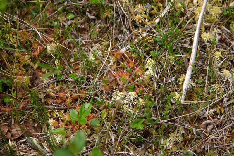 Sundew Plant