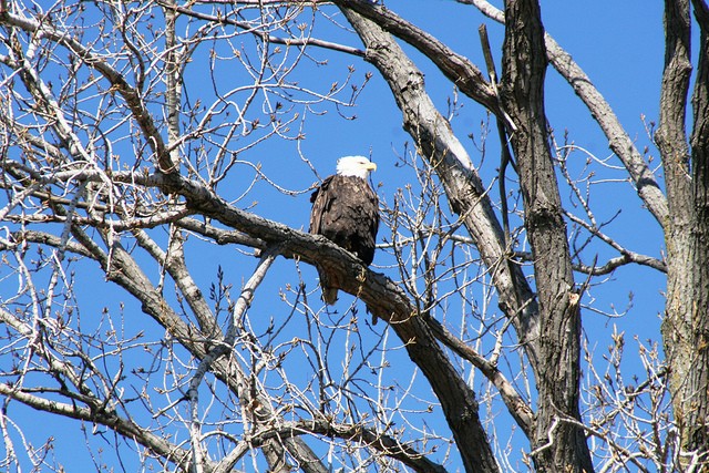 Wildlife at Dam courtesy of TeamSaintLouis.jpg