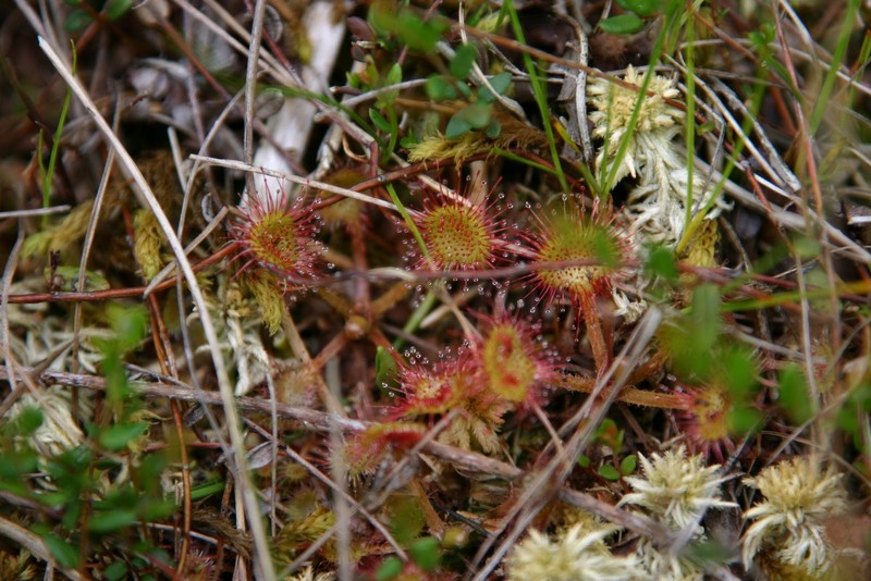 Sundew Plant