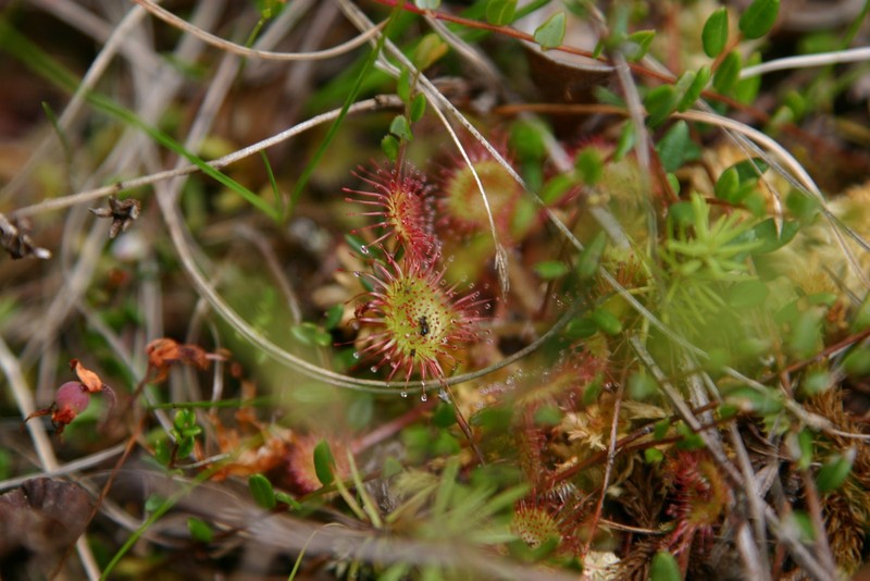 Sundew Plant