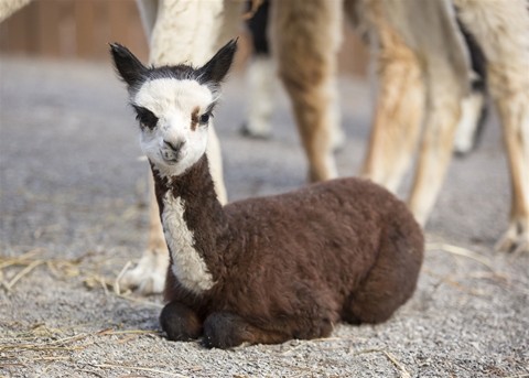 Bandit, the first alpaca born in the Nashville Zoo, shortly after its birth on December 13, 2014. 