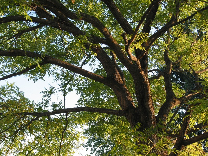 Honey Locust Tree