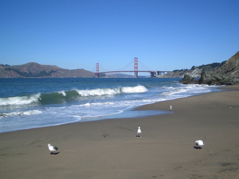 Seagulls on the beach. (Photo Courtesy of City Data.)
