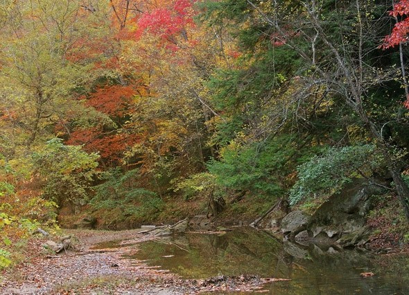 A picture of the scenic forest at Cabwaylingo State Forest.