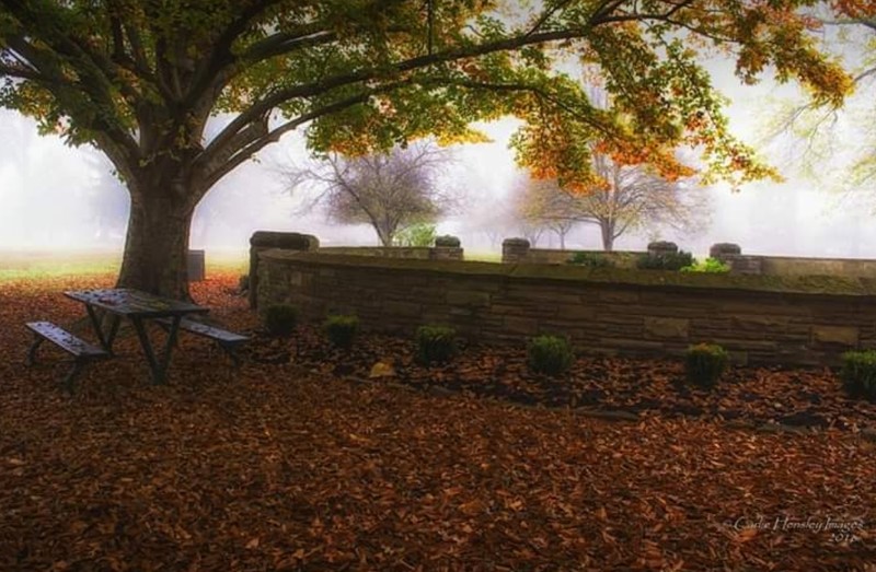 Atmosphere, Plant, Tree, Branch