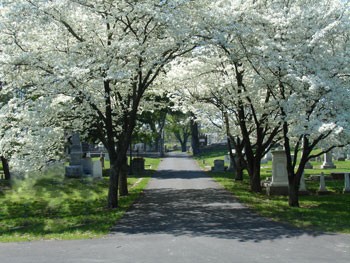 Dogwood trees at the Nashville City Cemetery