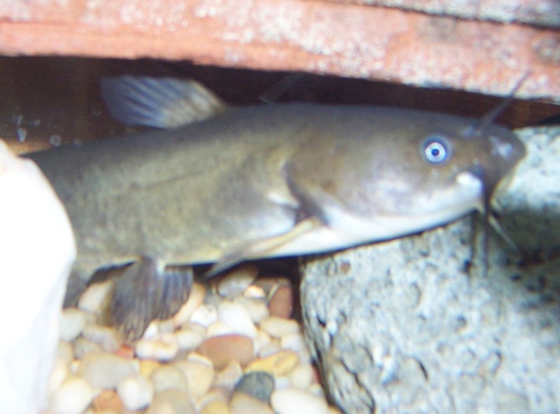 The yellow bullhead catfish, part of the Homer Lake Wildlife Exhibit. 