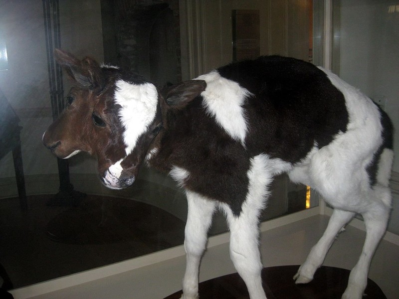 The famous bicephalic calf, which has resided in the Old State House's Museum of Natural and Other Curiosities since 1996, 200 years after the State House (and the original MONAOC) opened.