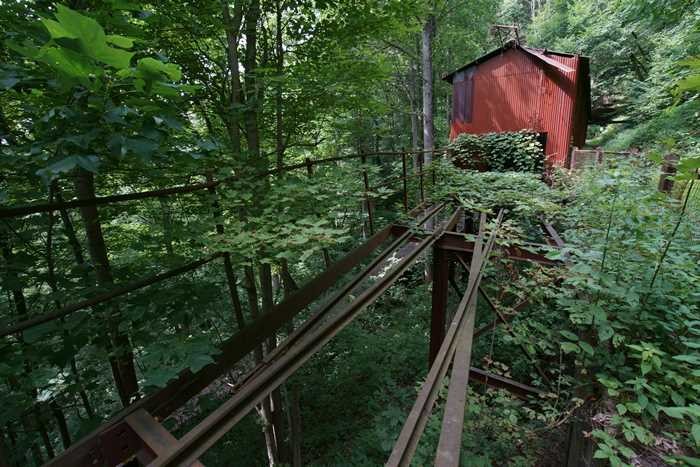 Plant, Canopy walkway, Natural environment, Wood