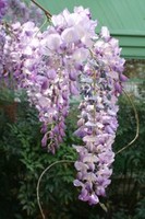 Wisteria in Bloom