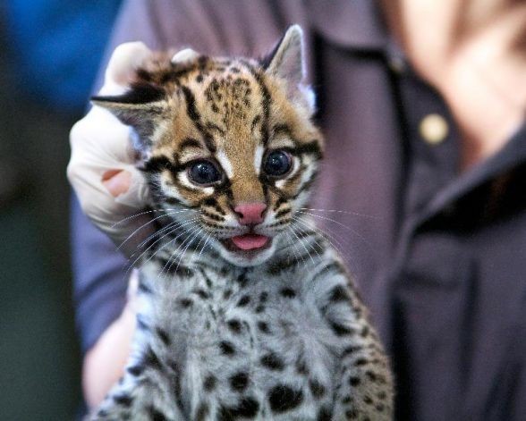 Wild cat birth at Beardsley Zoo produced by Oviductal Artificial Insemination