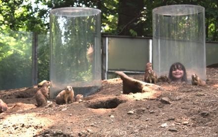 Prairie dog exhibit with "pop-up" viewing areas