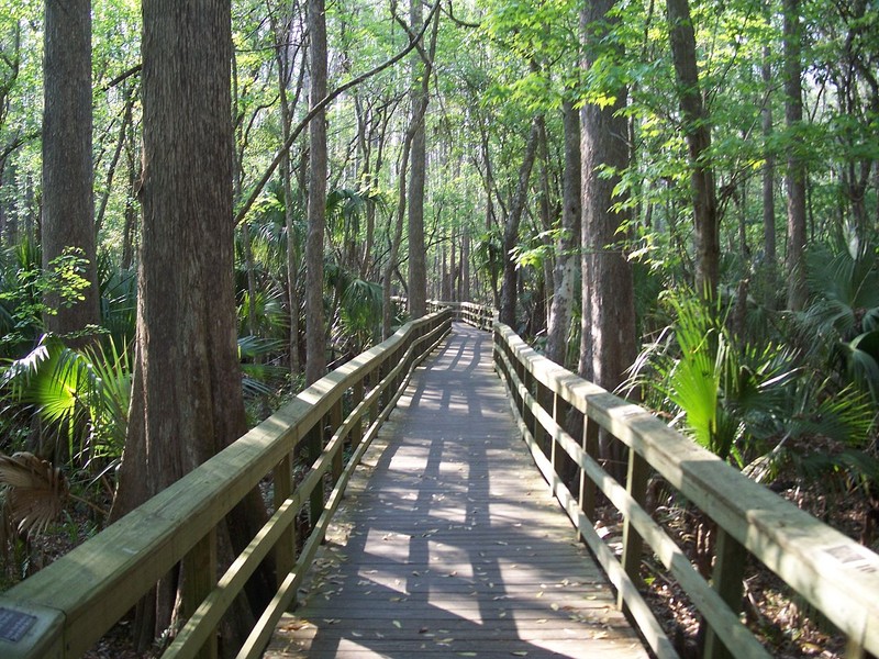 Plant, Canopy walkway, Tree, Natural landscape