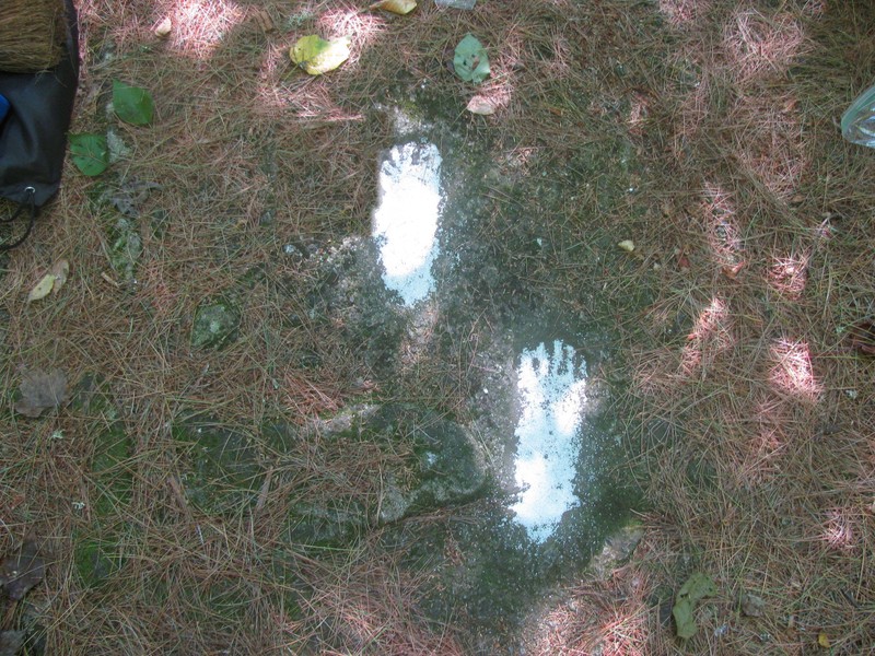 Water, Leaf, Plant, Sunlight