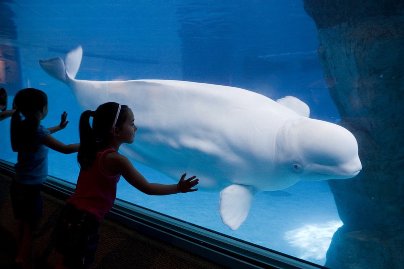 Beluga Whale