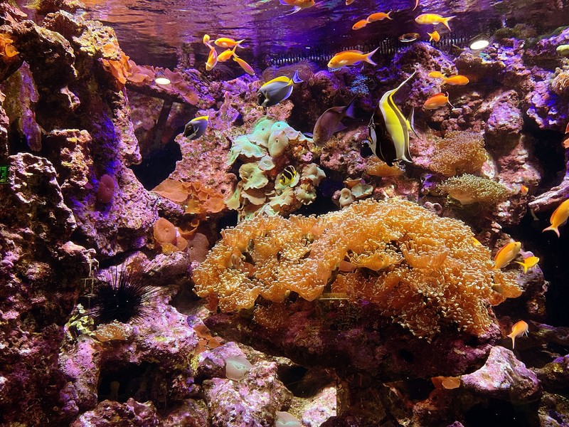 Natural environment, Organism, Fish supply, Underwater