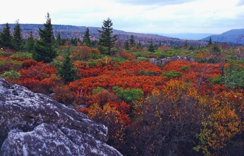 Cranberry Glades Botanical Area.