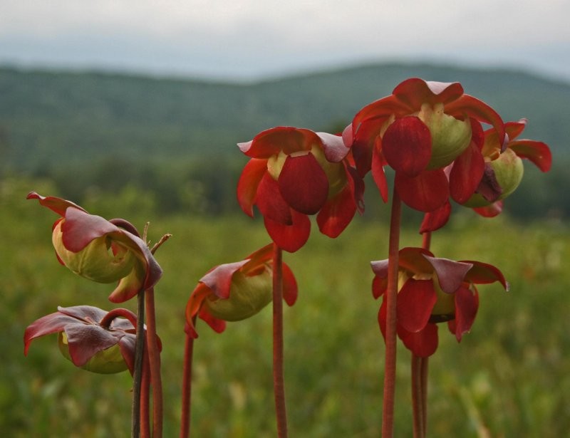 Carnivorous plants at Cranberry Glades. 