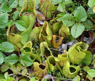 Pitcher Plants at the glades.