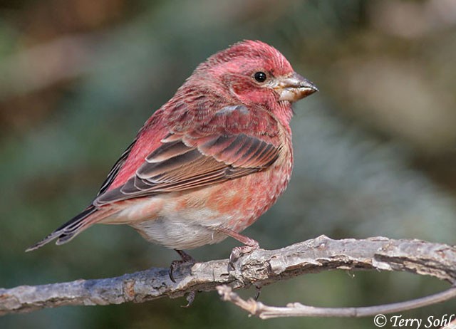 Purple Finch.