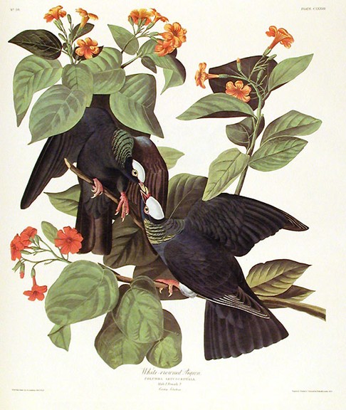 Flower, Plant, Bird, Leaf